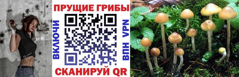 kraken ONION Саратов Галлюциногенные грибы MAGIC MUSHROOMS